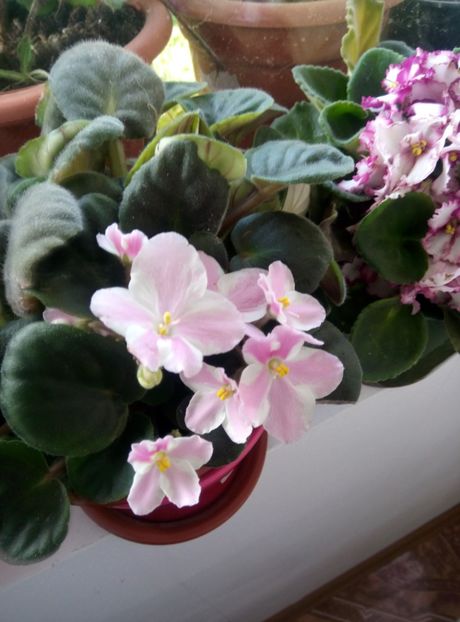  - diverse flori 2018