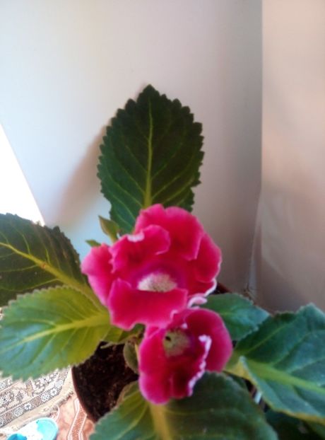  - diverse flori 2018