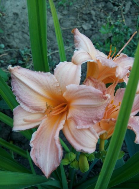  - diverse flori 2018