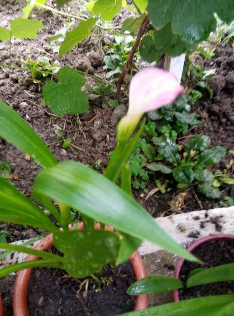  - diverse flori 2018