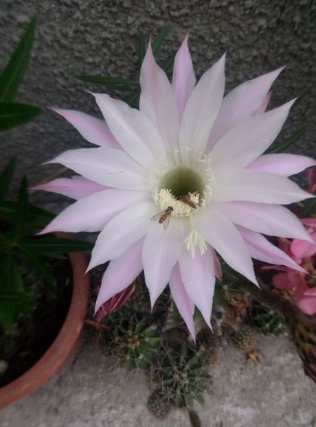  - diverse flori 2018