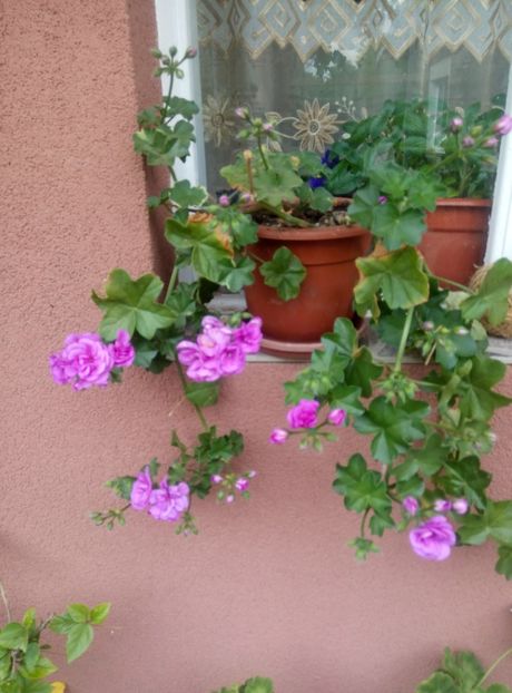  - diverse flori 2018