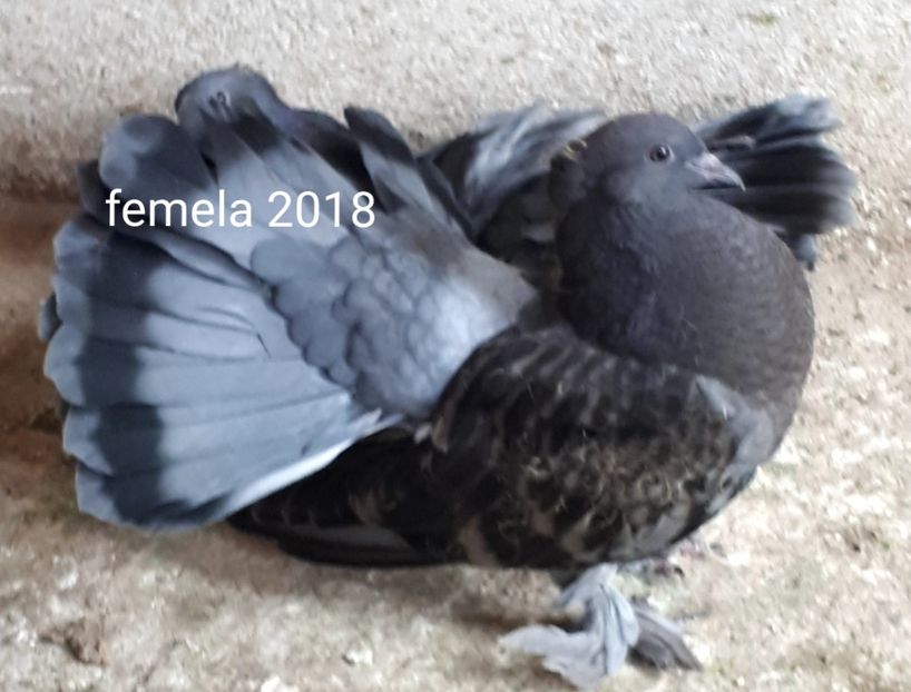 Femela 2018 - Voltati indieni - Vanduti sau donati
