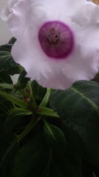  - 1GLOXINIA-2018- 2021