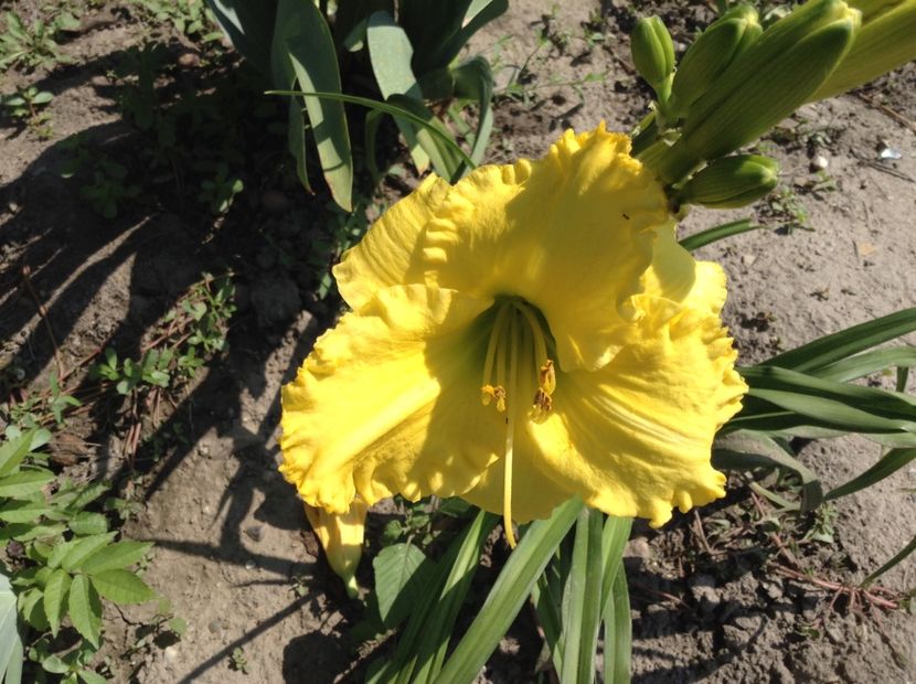 Hello sunshine - Hemerocallis 2018