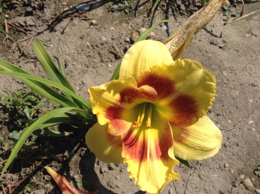 Vings of chance - Hemerocallis 2018