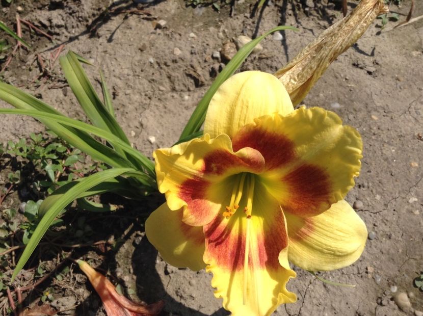 image - Hemerocallis 2018