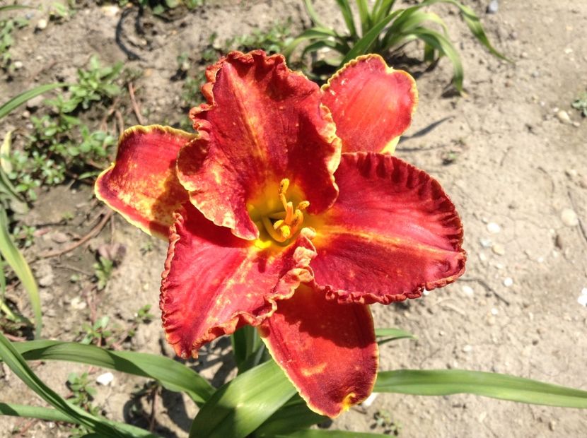 Siloam paul - Hemerocallis 2018