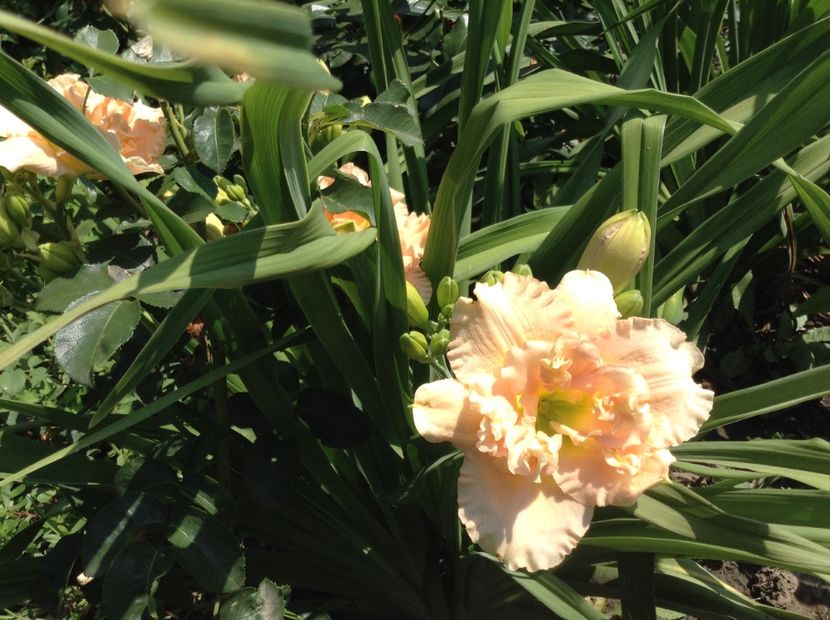 Siloam stainlet delight - Hemerocallis 2018