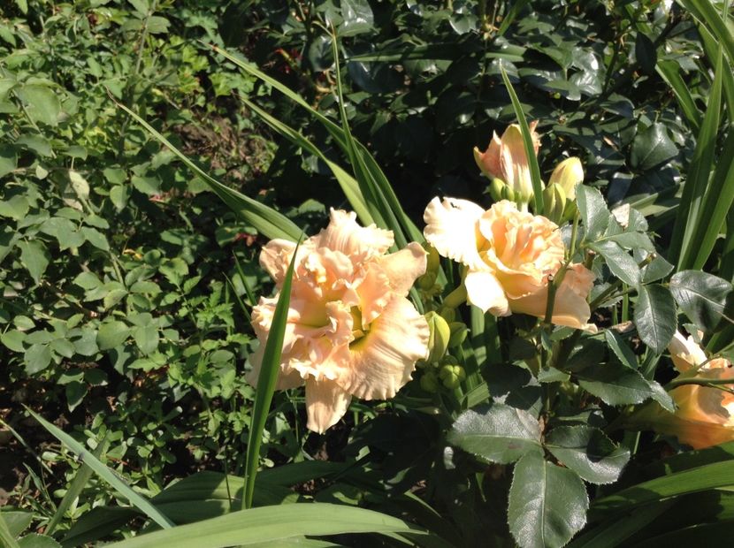 image - Hemerocallis 2018