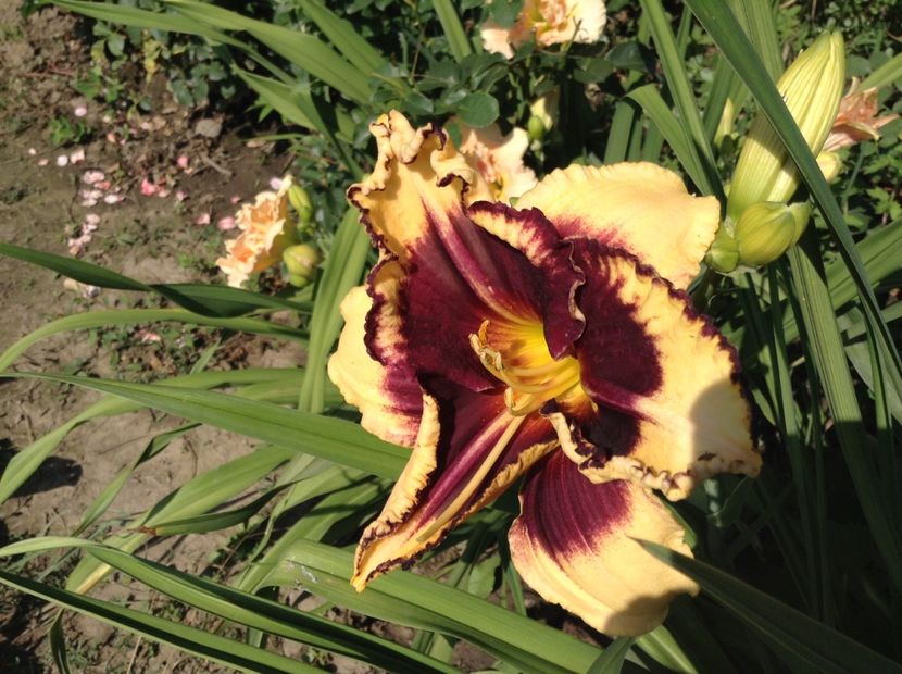 Tiger blood - Hemerocallis 2018