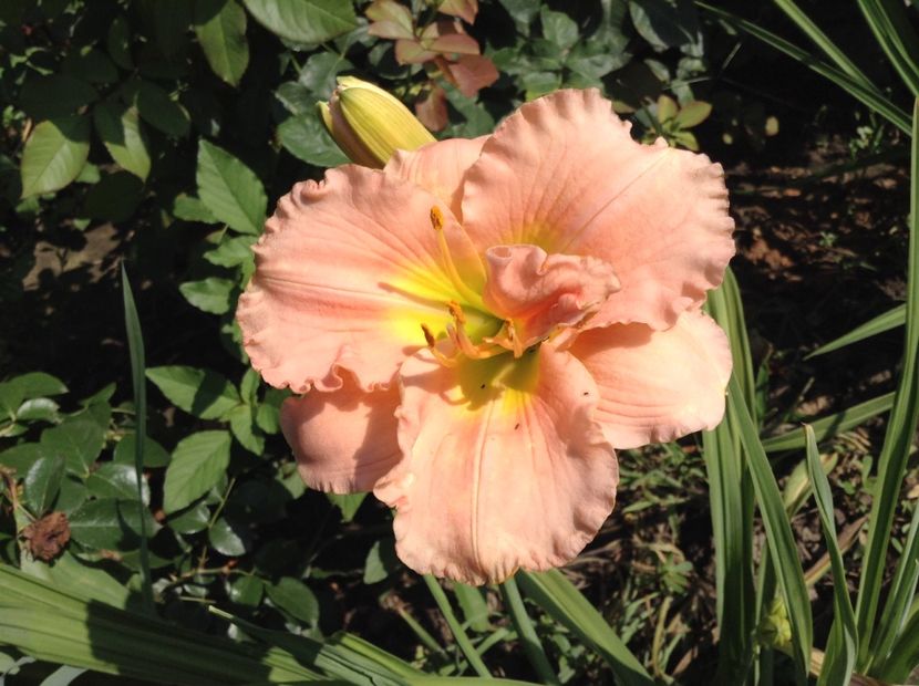 image - Hemerocallis 2018