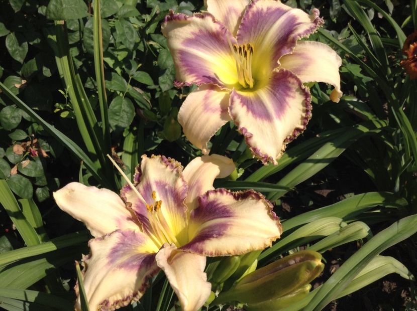 Destineed to see - Hemerocallis 2018
