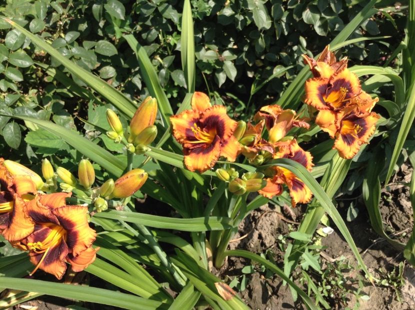 Madeleine nettles eyes - Hemerocallis 2018