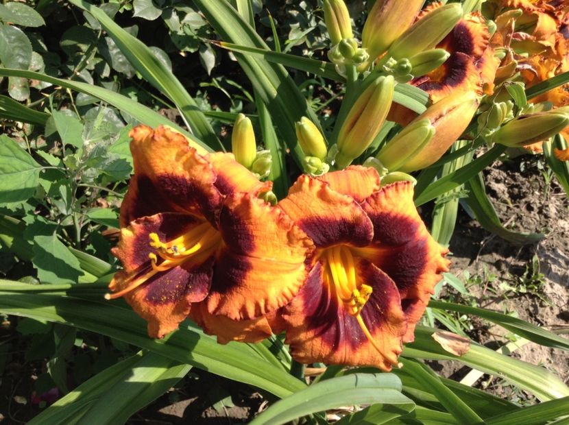 image - Hemerocallis 2018