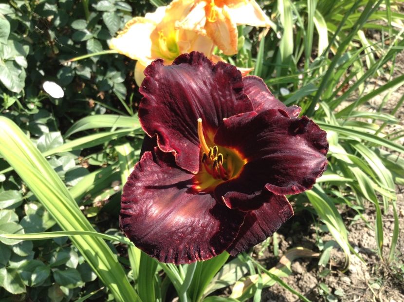 Diamant noir - Hemerocallis 2018