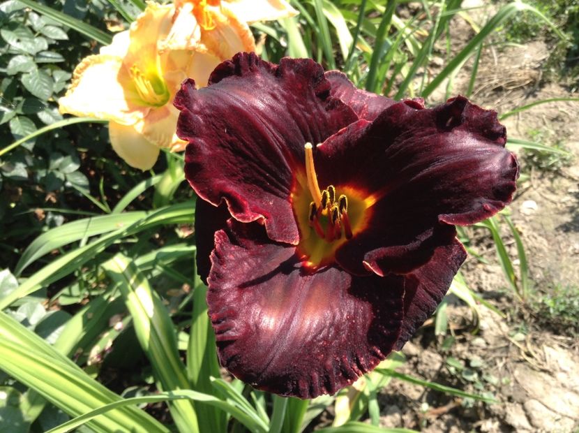 image - Hemerocallis 2018