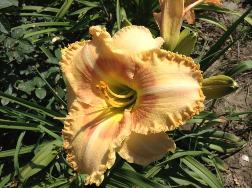 Wistes of wizard - Hemerocallis 2018