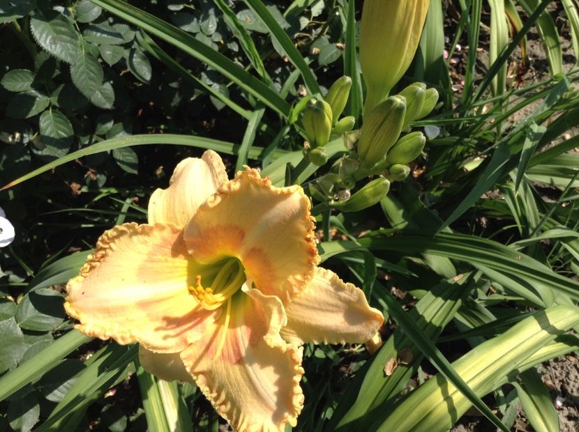 image - Hemerocallis 2018