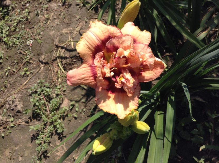 Exploded pumpkin - Hemerocallis 2018