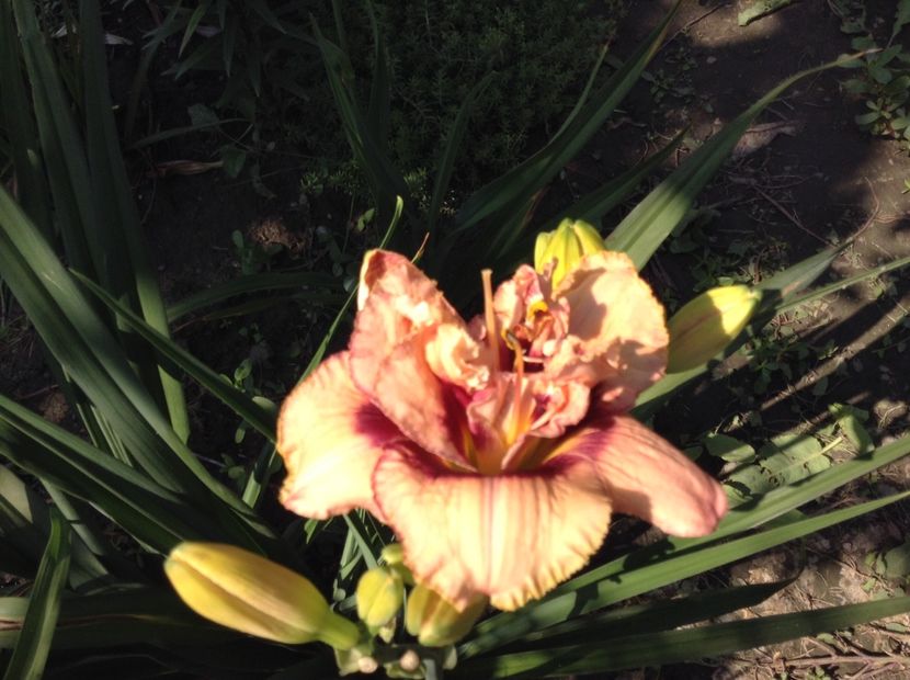 image - Hemerocallis 2018