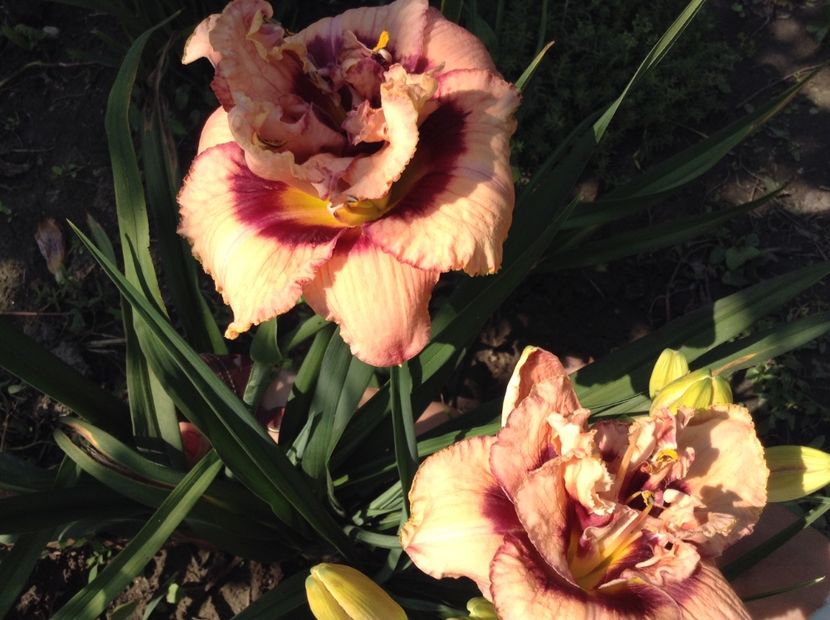 Exploded pumpkin - Hemerocallis 2018