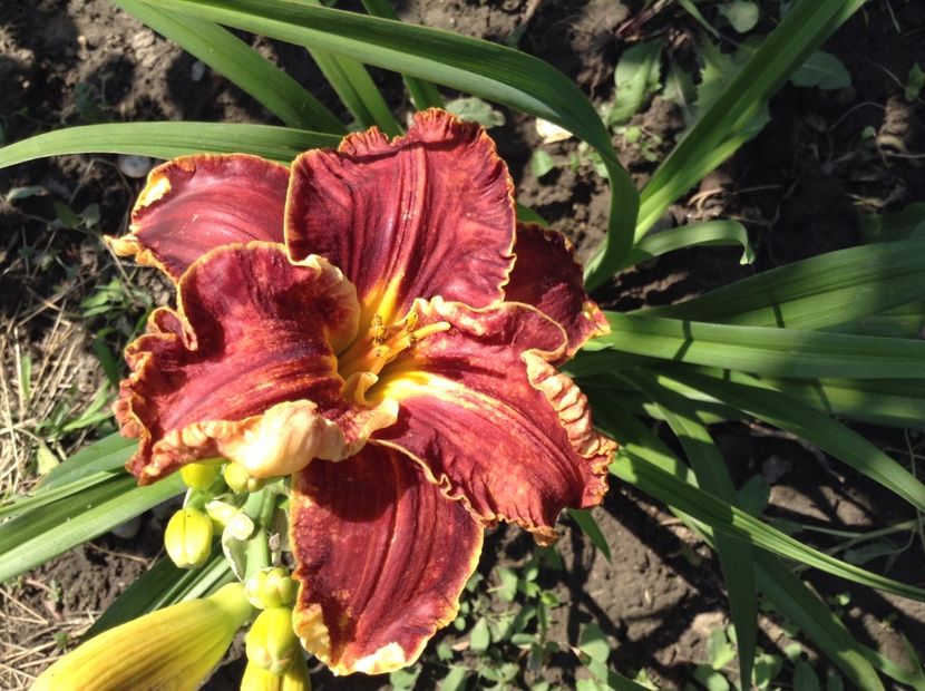 Daria - Hemerocallis 2018