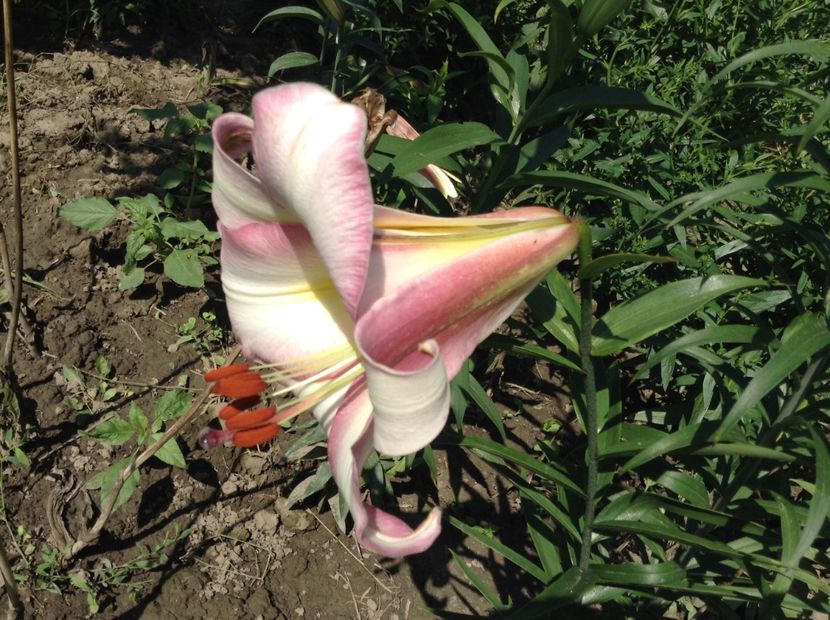 Beijing moon - Crini 2018