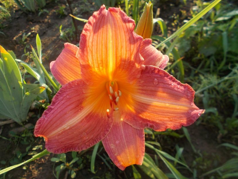 Christmas Candles - Hemerocallis 2018