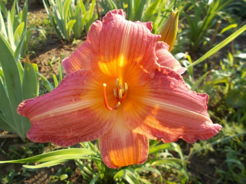 Christmas Candles - Hemerocallis 2018