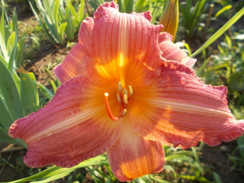 Christmas Candles - Hemerocallis 2018