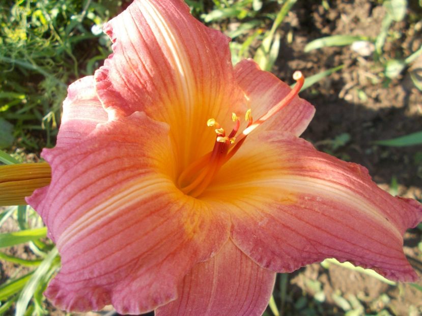 Christmas Candles - Hemerocallis 2018