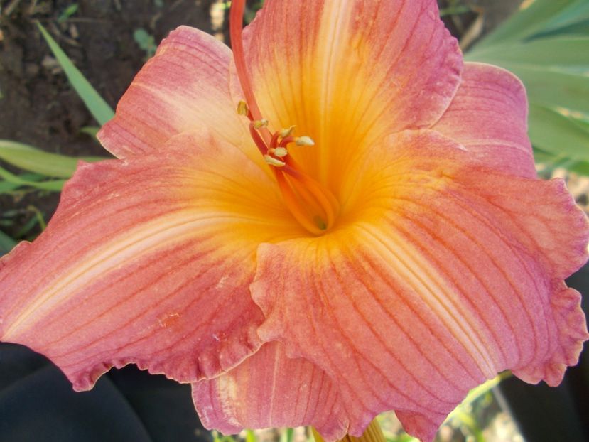 Christmas Candles - Hemerocallis 2018