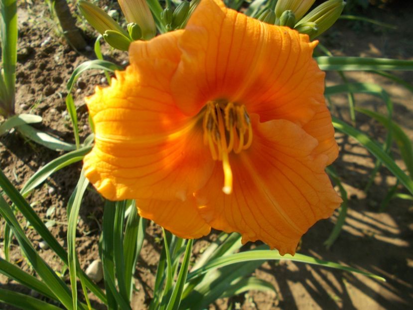 NABIS - Hemerocallis 2018