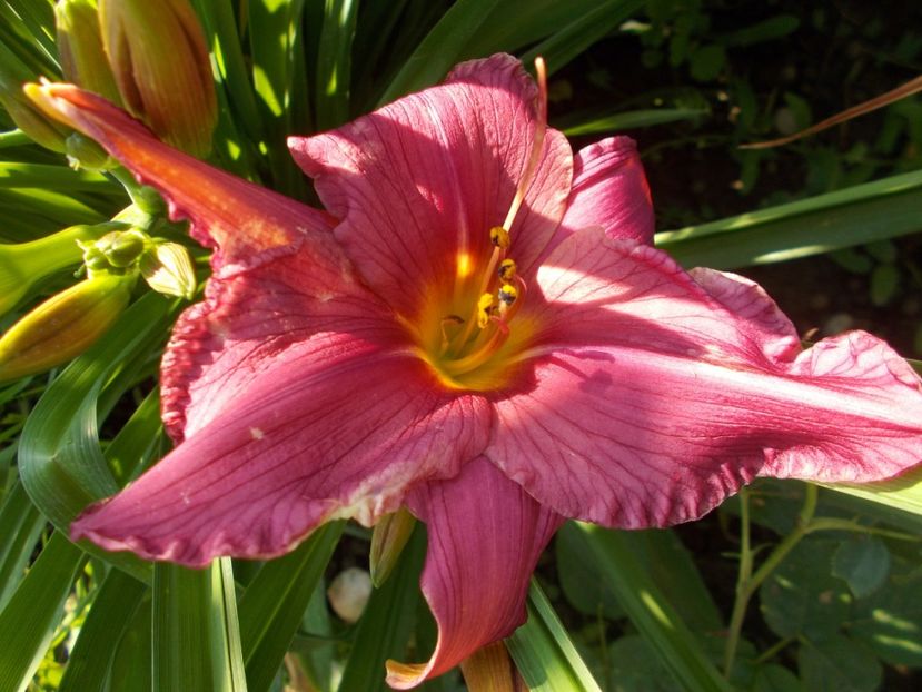 SUMMER WINE - Hemerocallis 2018