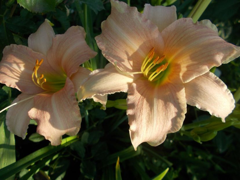 LUXURY LACE - Hemerocallis 2018