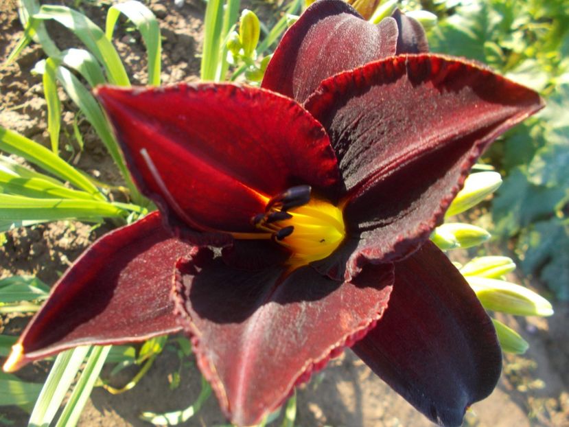  - Hemerocallis 2018