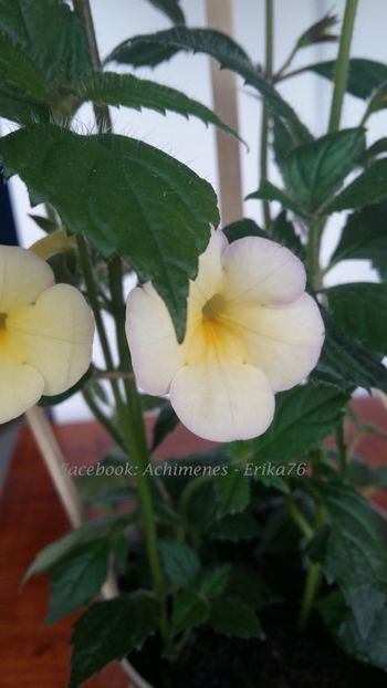  - xA Himalayan Sunrise