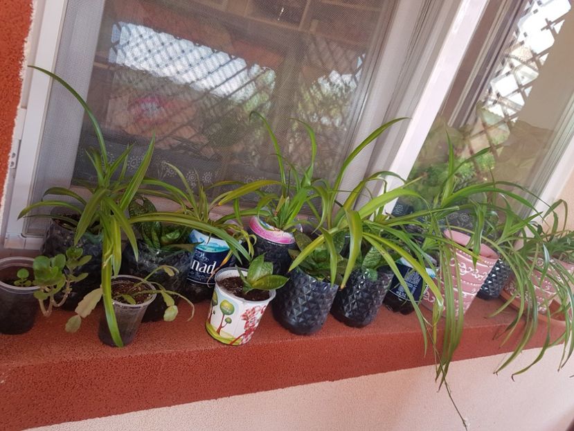 Diverse plante de interior - 00 Plante 2018