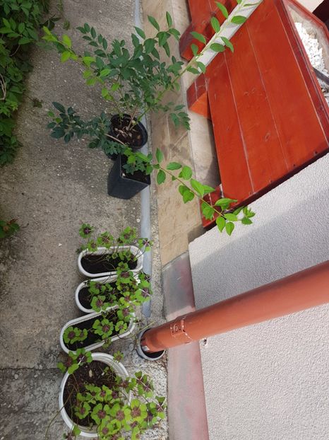 Trifoi decorativ verde- oxalis - 00 Plante 2018