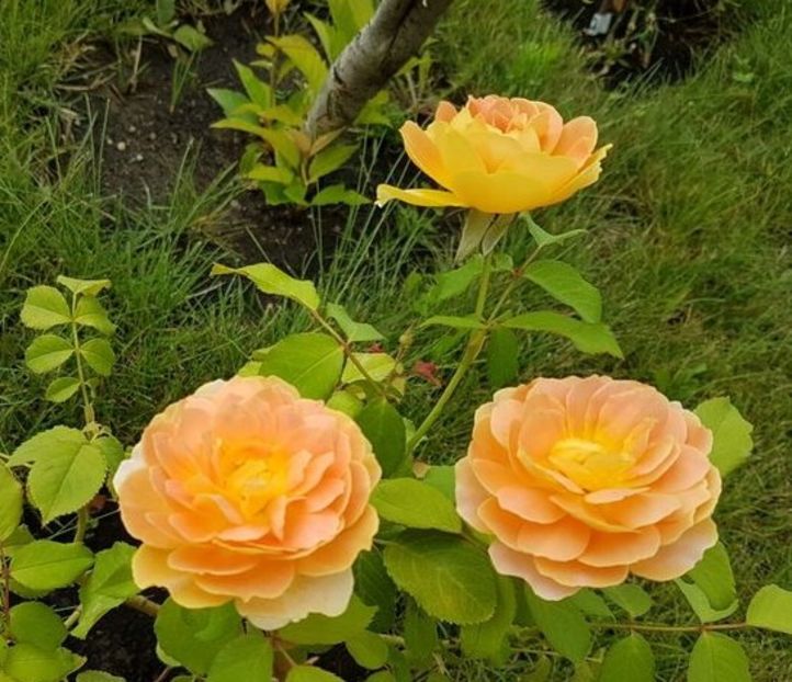 Moulineaux - 1 Nou Trandafiri 2024