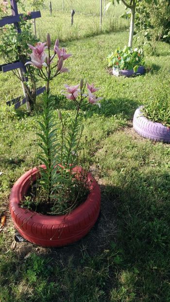 P_20180619_084747 - 19 iunie 2018