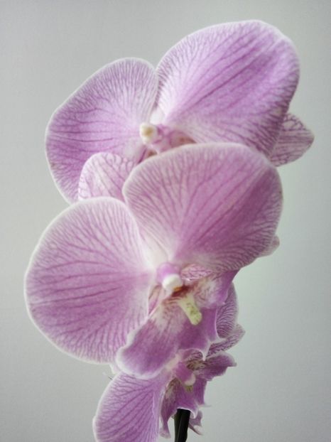  - florile mele dragi