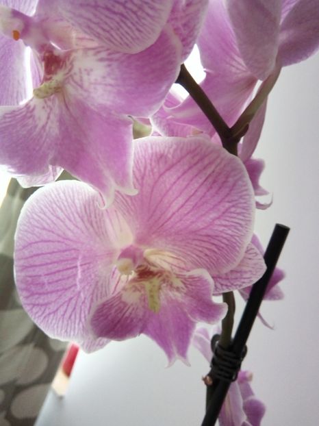  - florile mele dragi