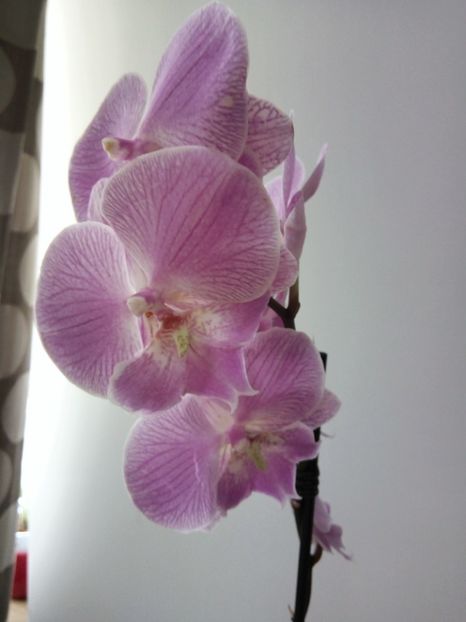  - florile mele dragi