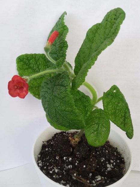 Bullata & Leopoldii(20-06-2018) - Sinningii 2018