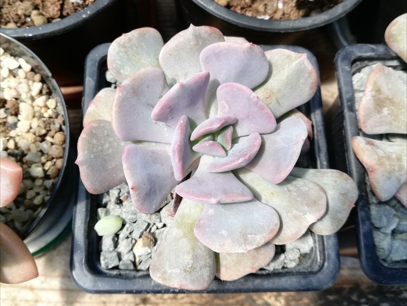 Echeveria "Cubic Frost" - Echeveria