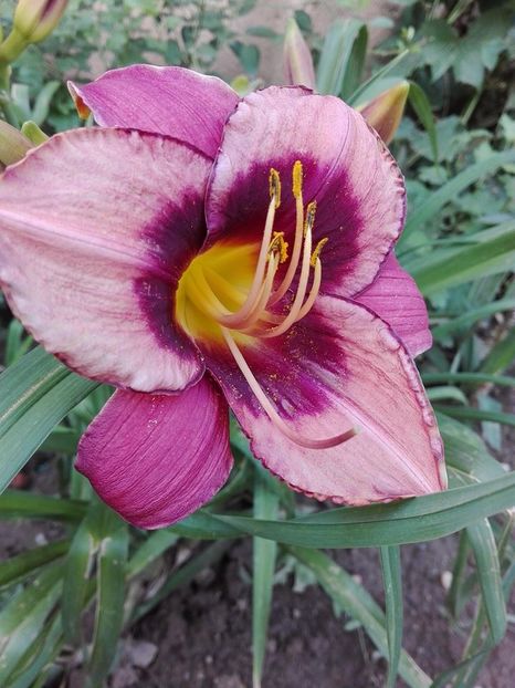  - hemerocallis