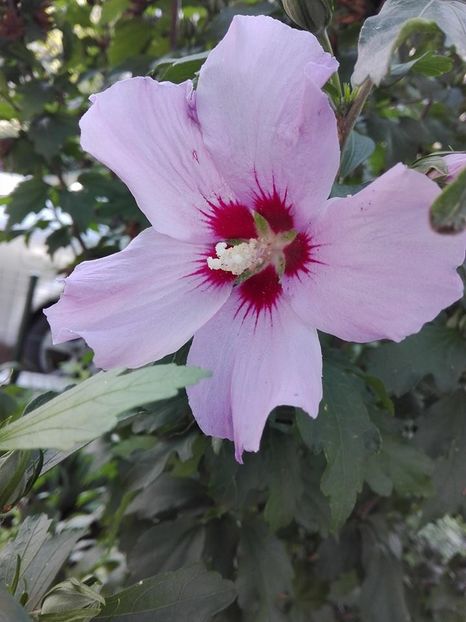  - hibiscus