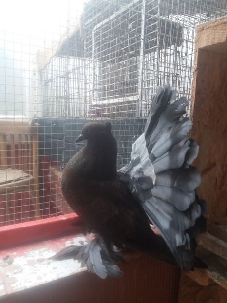 MG.LOFT - 3 VOLTATI INDIENI